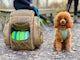 brown sitting dog beside open brown bag